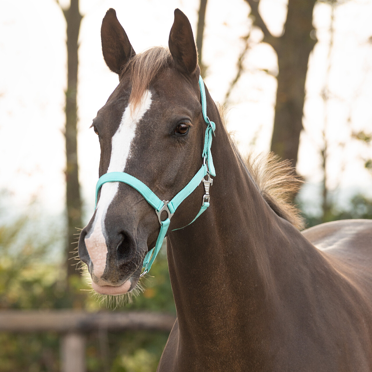 Stájová ohlávka QHP, světle zelená