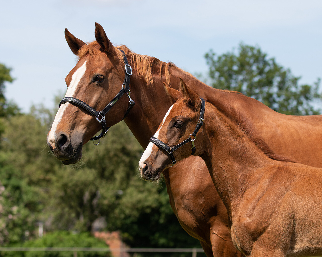 Kožená ohlávka QHP Lupine, šedá