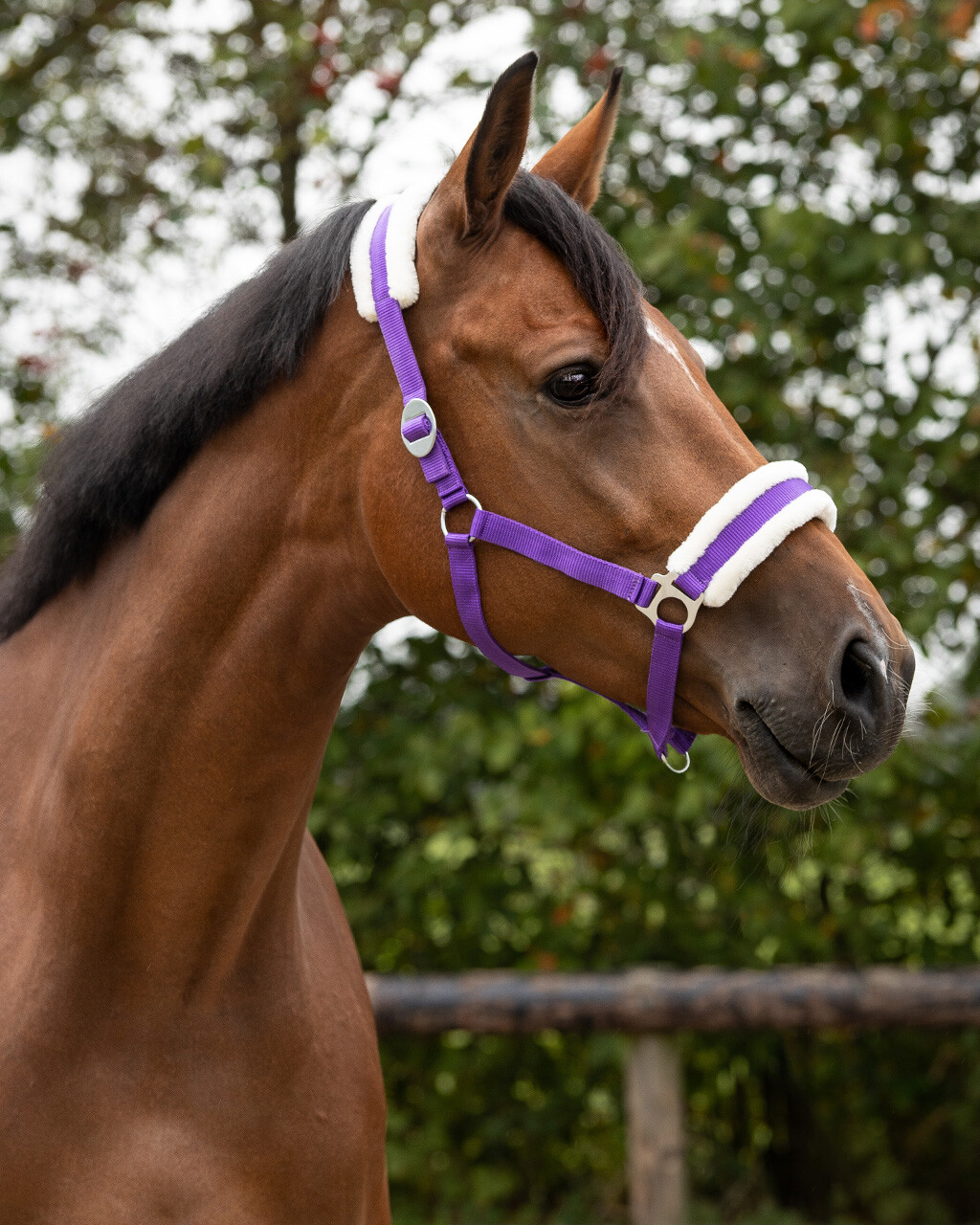 Ohlávka QHP Cali, fialová