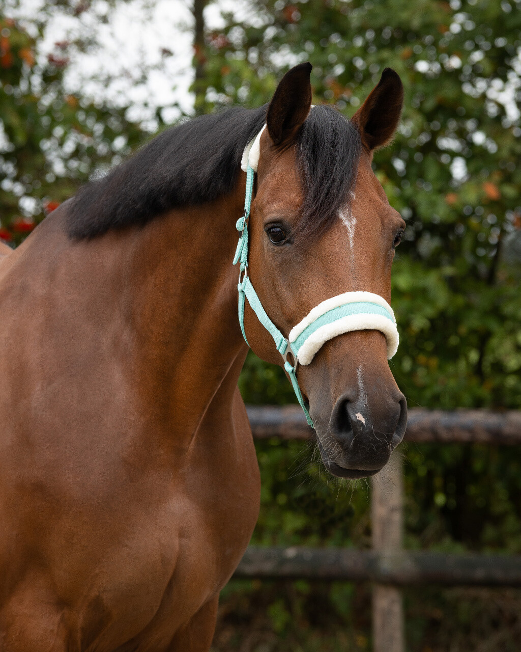 Ohlávka QHP Cali, tyrkysová