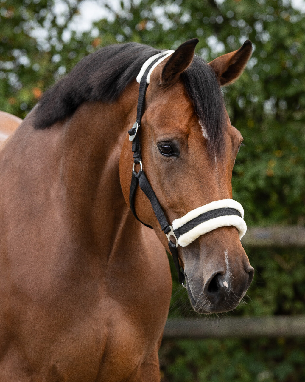 Ohlávka QHP Cali, černá