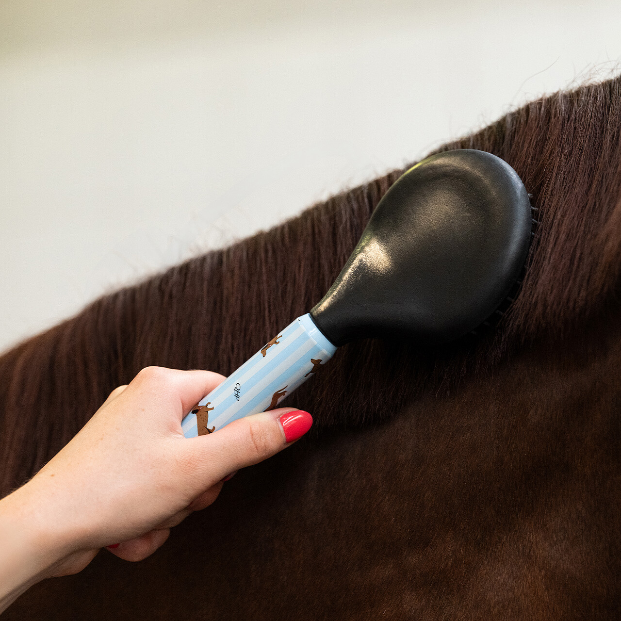 Sada pro úpravu srsti Stable Buddy jezevčík