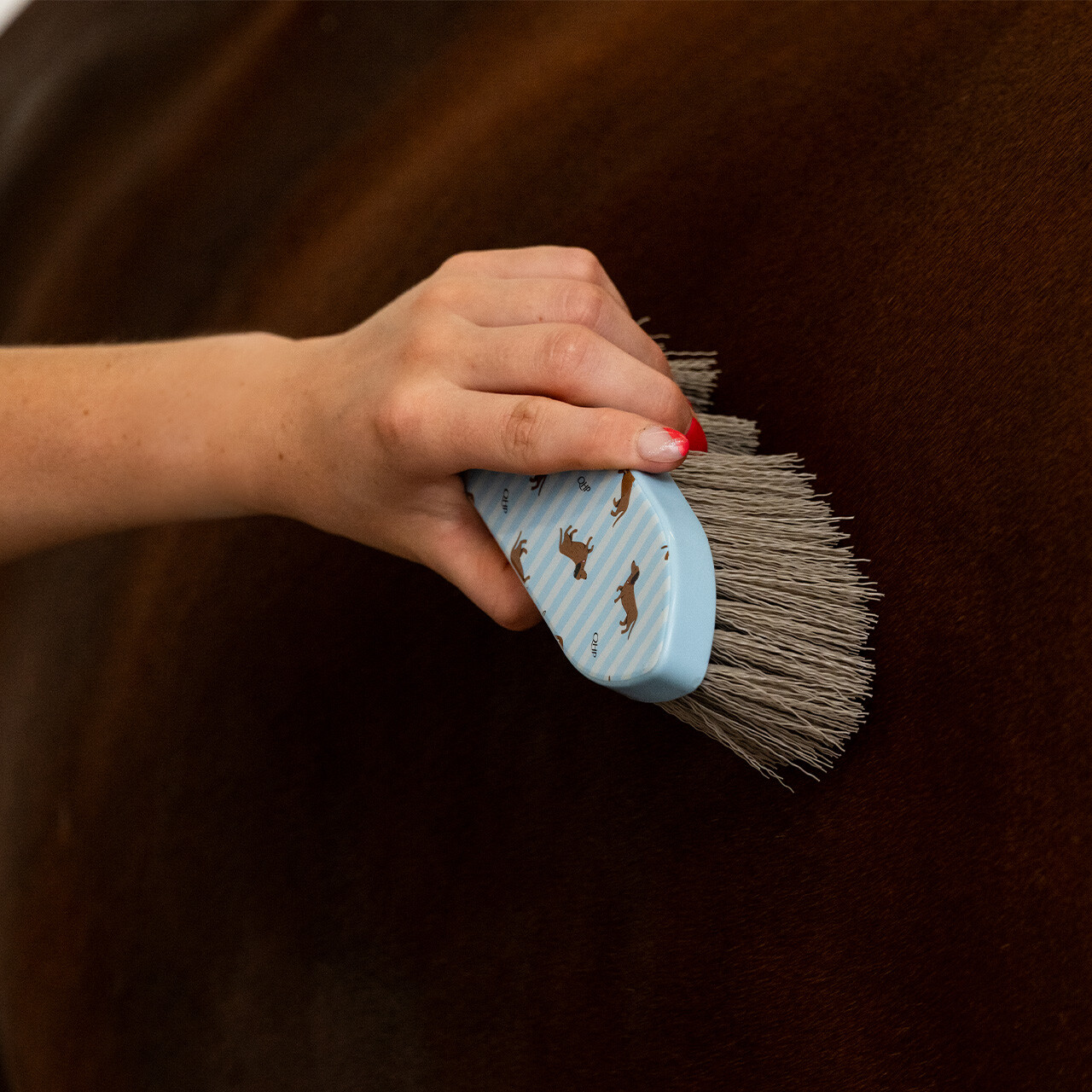 Sada pro úpravu srsti Stable Buddy jezevčík