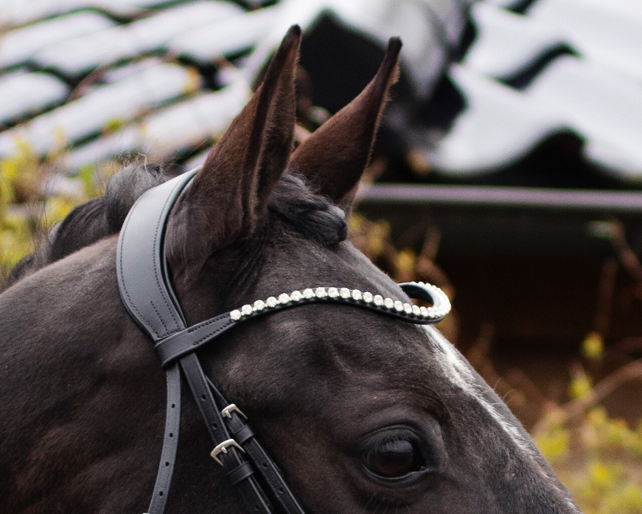 Uzda Nehza černá/černá