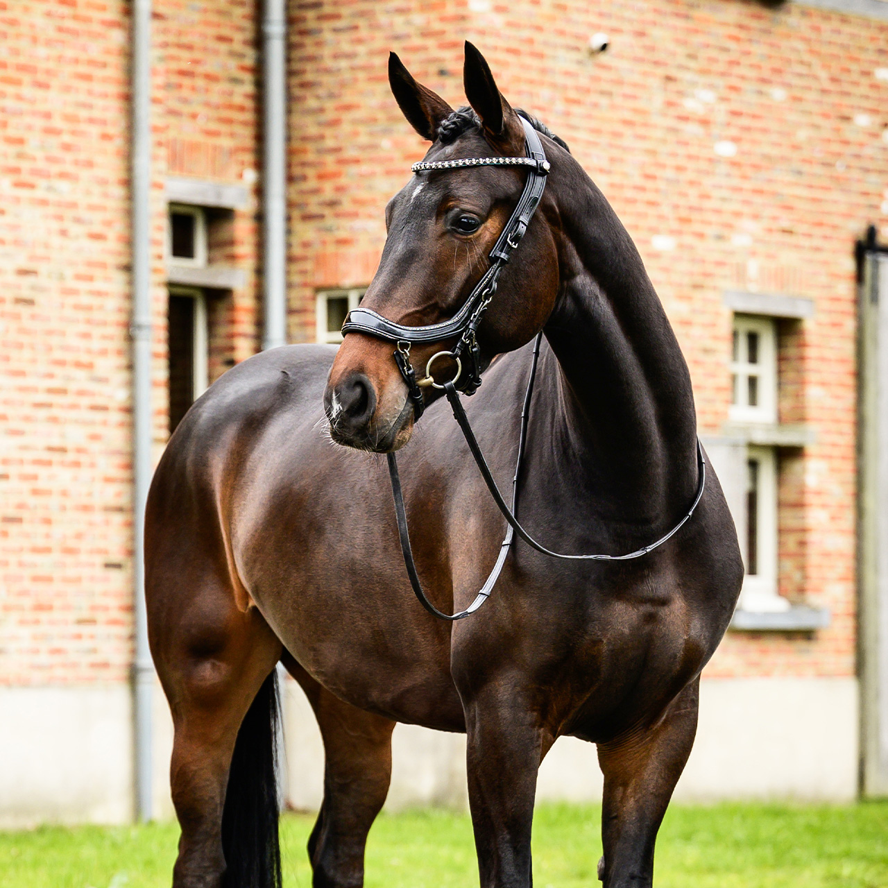 Uzdečka FaySport Glitter, černá