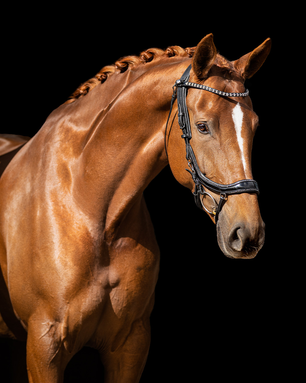 Uzdečka FaySport Glitter, černá