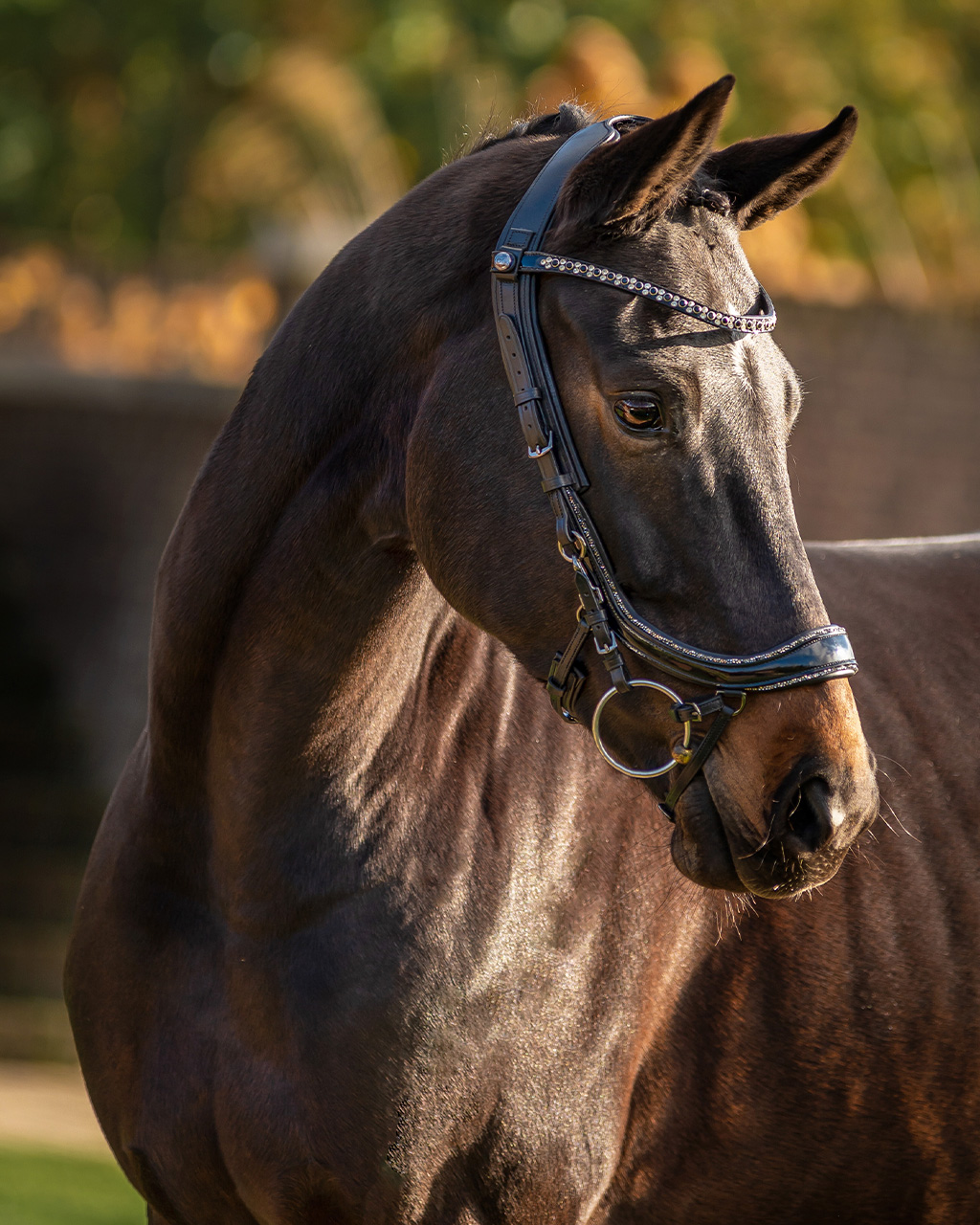 Uzdečka FaySport Glitter, černá