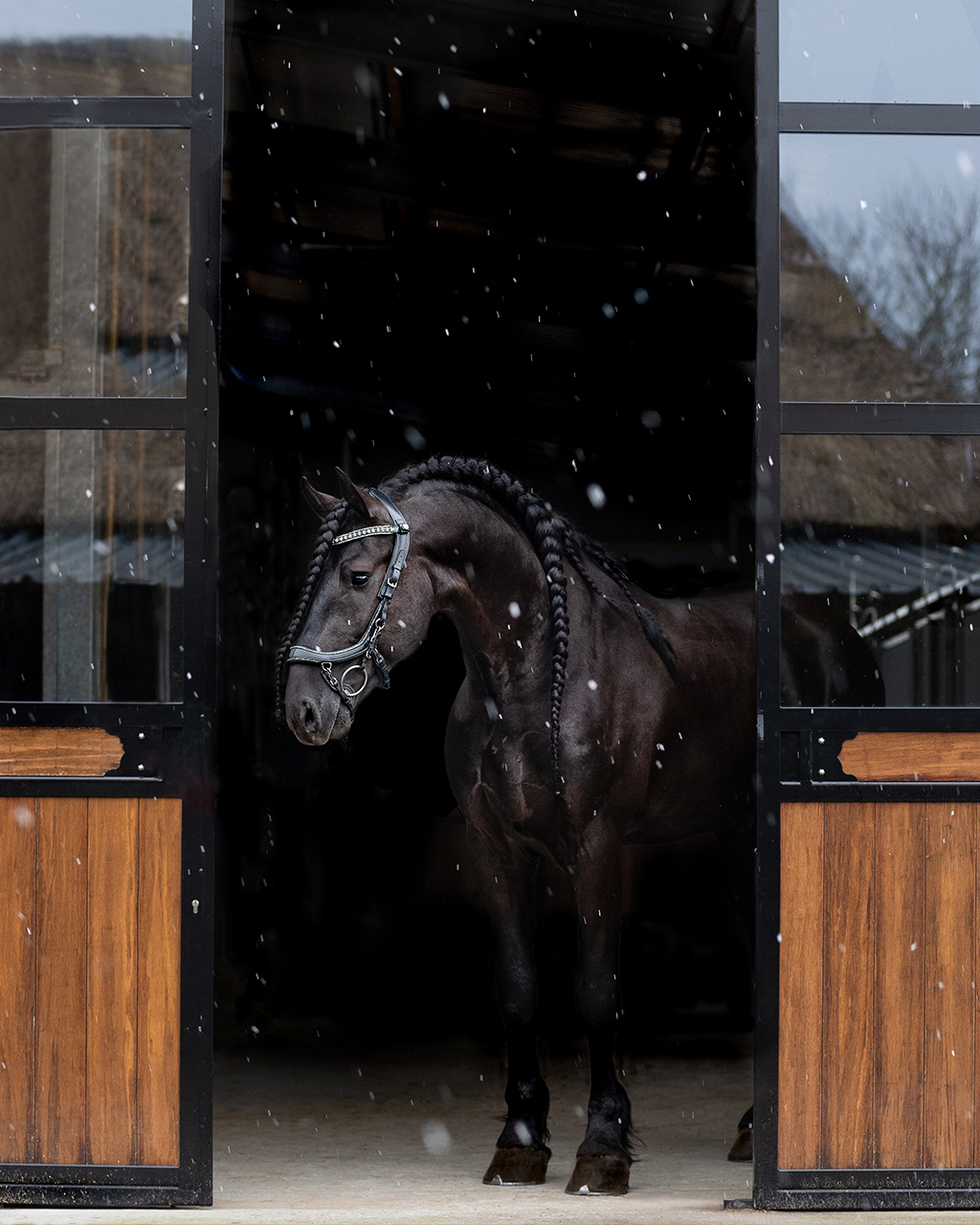Uzdečka FaySport Glitter, černá