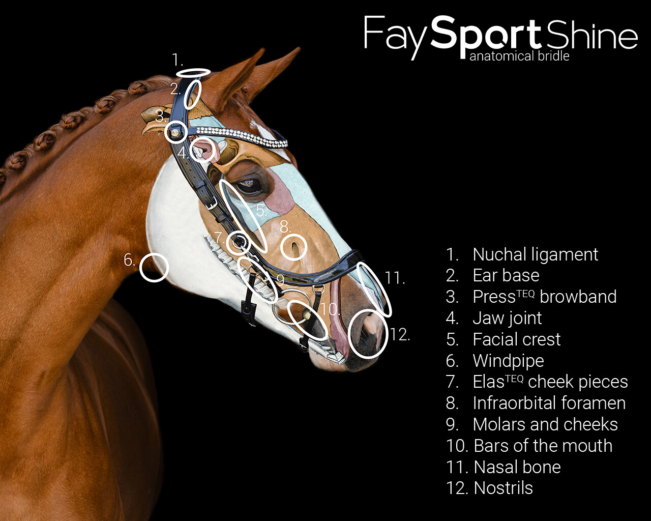 Uzdečka FaySport Shine - černá