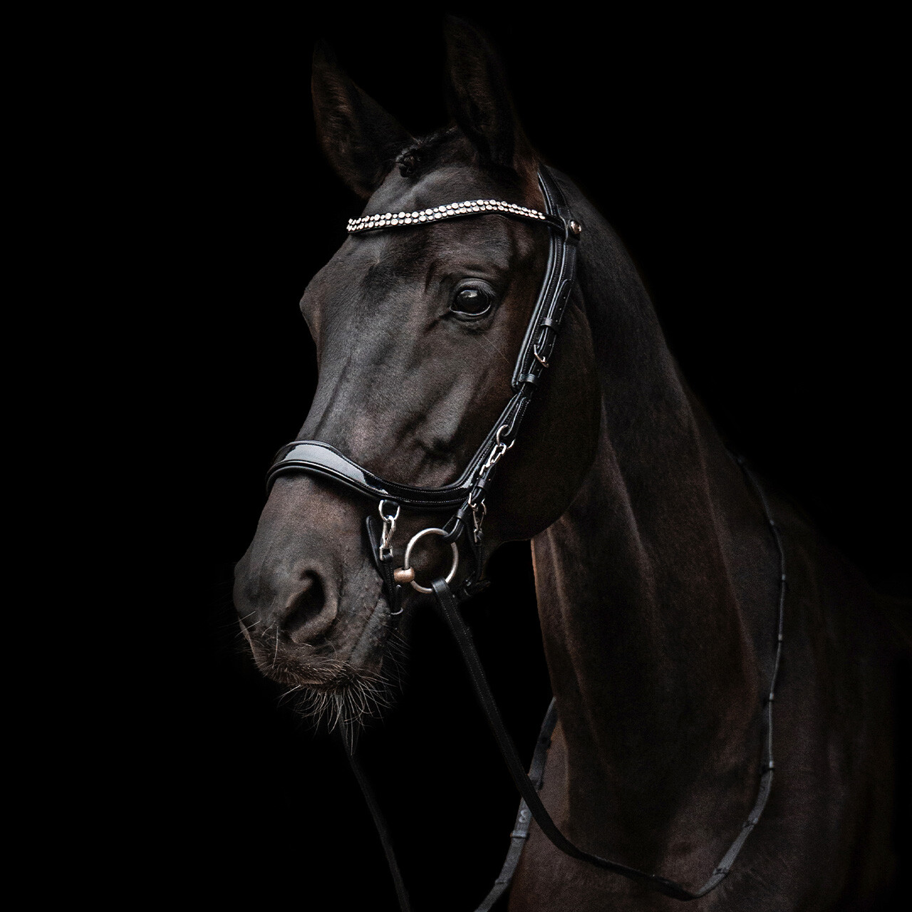 Uzdečka FaySport Shine - černá