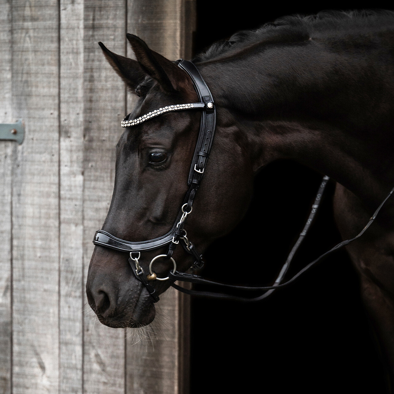 Uzdečka FaySport Shine - černá