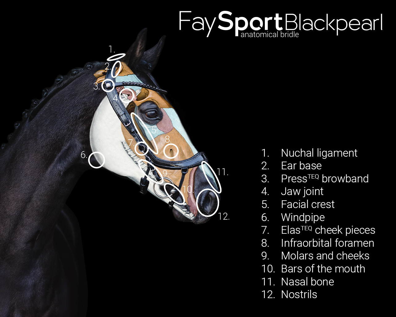 Uzdečka FaySport Blackpearl černá
