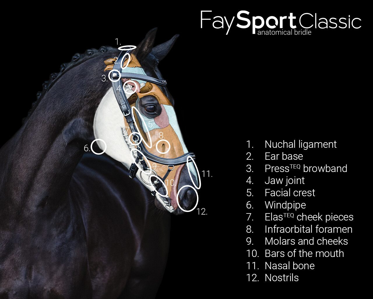 Uzdečka FaySport Classic, hnědá, velikost Cob